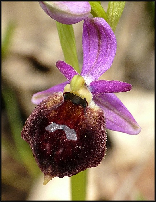 IBRIDO O.biscutella x O.tenthredinifera